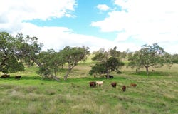 492 North Maclagan Road, Maclagan, Qld 4352