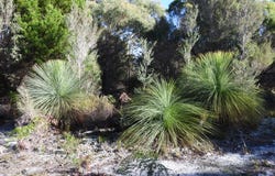 3 Vinegar Hill Drive, Lady Barron, Tas 7255