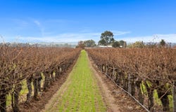 Lot 351 Angaston Road, Nuriootpa, SA 5355