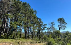 452 Ribbon Gum Road, Braidwood, NSW 2622