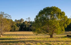 Lot 5, 116 Thrushs Road Road, Dulong, Qld 4560