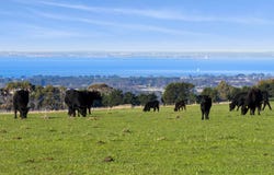 282-350 Founds Road, Drysdale, Vic 3222