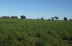 1708 Riddoch Highway, Keith, SA 5267