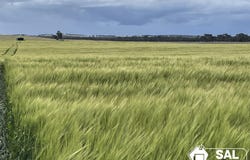 917 Burt Road, Bordertown, SA 5268