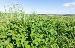 535 Barryrennie Road, Cowra, NSW 2794