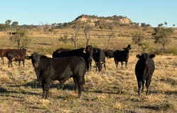" Bellevue ", Yaraka, Qld 4731