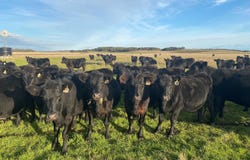 6765 Southern Ports Highway, Bray, SA 5276