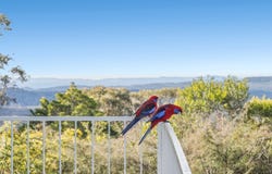 95 Great Western Highway, Wentworth Falls, NSW 2782