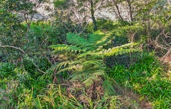 Lot 15
DP1143918 , 45 Badgery Crescent, Lawson, NSW 2783