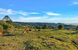 LOT 2 Maleny Kenilworth Road, Witta, Qld 4552
