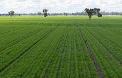 141 Cheecome Road, Moree, NSW 2400