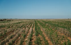 0 Stirlings, Loxton, SA 5333