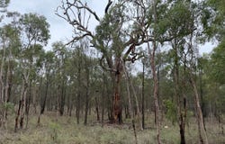 Ducklo, Qld 4405