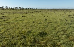8041 Kilcummin-Diamond Downs Road, Pasha, Qld 4721