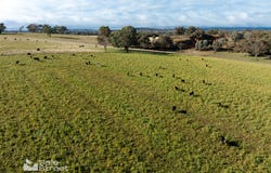 1161 Amaroo Road, Borenore, NSW 2800