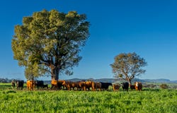 291 Gundare Road, Coolah, NSW 2843