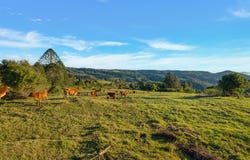 LOT 2 Maleny Kenilworth Road, Witta, Qld 4552