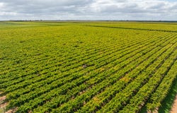 190 Delite Way, Red Cliffs, Vic 3496