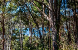 129 Wahine Drive, Russell Island, Qld 4184