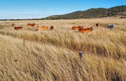 Lot 1 SP326279, Wattlebank, Qld 4704