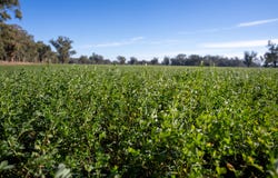 2594 Bedgerabong Road, Forbes, NSW 2871