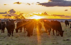 1064 Junabee Road, Warwick, Qld 4370