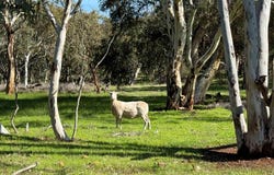 55 Pen Road, Warradarge, WA 6518