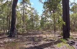 105 Barlow Street, Oakhurst, Qld 4650