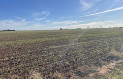 Lot 405 North West Terrace, Warnertown, SA 5540