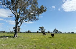 Lot 25 Walla-Walla Road, Naracoorte, SA 5271