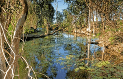 Ridgelands, Qld 4702