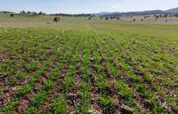 Kurrajong Valley, 236  Wild Lane, Parkes, NSW 2870