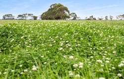 25858 Princes Highway, Clay Wells, SA 5280