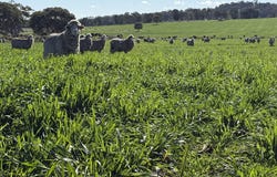 Kurrajong Valley, 236  Wild Lane, Parkes, NSW 2870