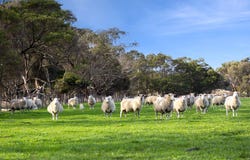 680 Ghazeepore Road, Freshwater Creek, Vic 3217