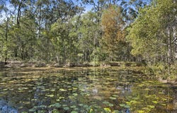 265 Amber Cresent, Jimboomba, Qld 4280