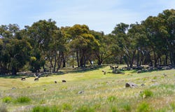 186 Bells Reef Road,, Maldon, Vic 3463