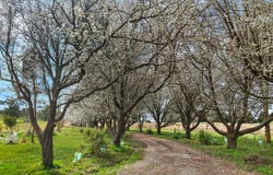 138 Bibbys Lane, Werai, NSW 2577