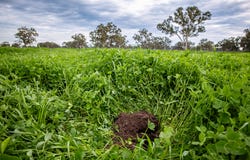 122 Blight Road, Penola, SA 5277