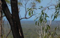 Lot 77 Pacific Drive, Deepwater, Qld 4674