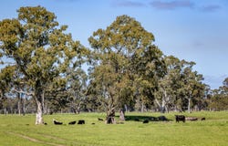 3699 Casterton-Penola Road, Lake Mundi, Vic 3312