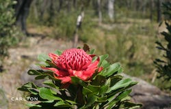 90 Wattle Ridge Road, Hill Top, NSW 2575