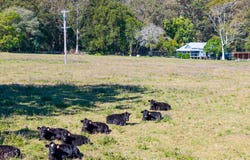 412 Bagotville Road, Meerschaum Vale, NSW 2477