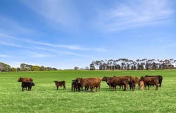 680 Ghazeepore Road, Freshwater Creek, Vic 3217