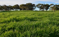 615 Henry Creek Road, Kingston Se, SA 5275