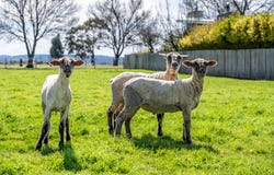 26A Patrick Street, Bothwell, Tas 7030