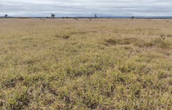 "Nine Mile West", Olivevale Road, Comet, Qld 4702