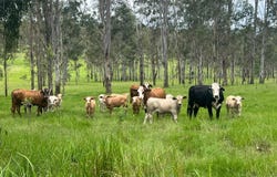 5218 Clarence Way, Fine Flower, NSW 2460