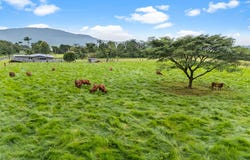 173 Ellis Road, Bellenden Ker, Qld 4871