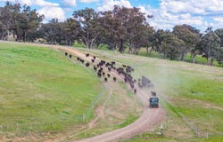 229 Wallaces Lane, Panuara, NSW 2800